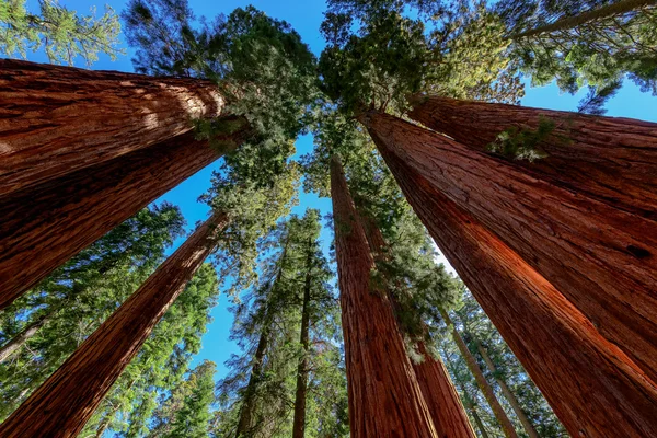 Séquoias géants dans le parc national Sequoia — Photo
