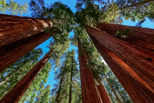 Dev Sekoya ağaçları Sequoia Ulusal Parkı'nda