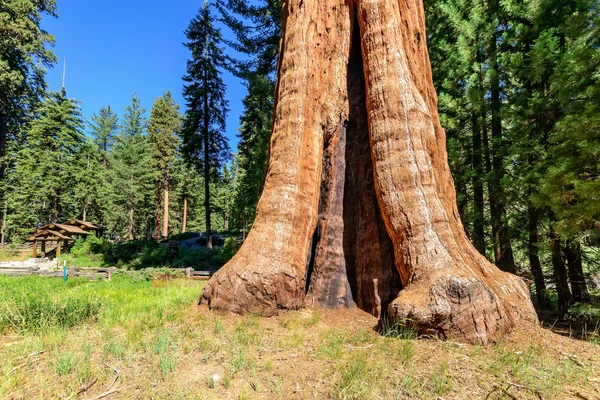 Óriás sequoia fák a Sequoia Nemzeti Park — Stock Fotó