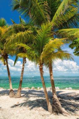 Palm beach. Palmiye ağaçları bir plajda denize.