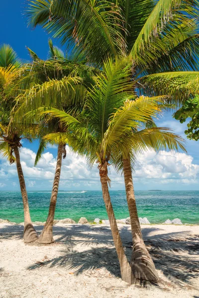 Palm beach. Palmiye ağaçları bir plajda denize.