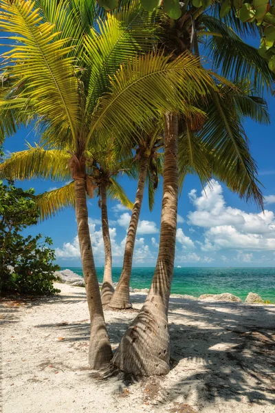 Palm beach. Palmiye ağaçları bir plajda denize. — Stok fotoğraf
