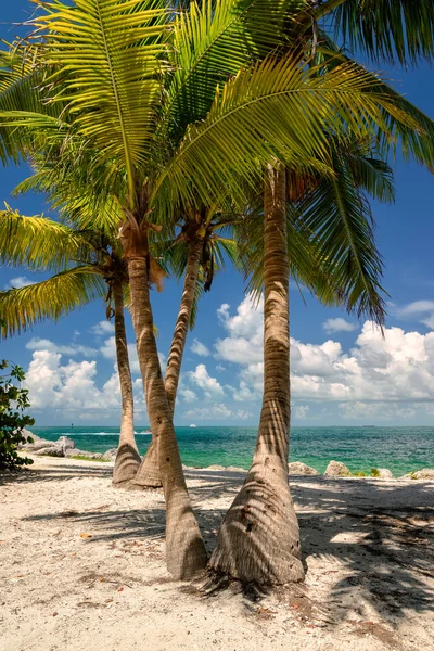 Palm beach. Pálmafák strandján, a Karib-tenger sziget. — Stock Fotó