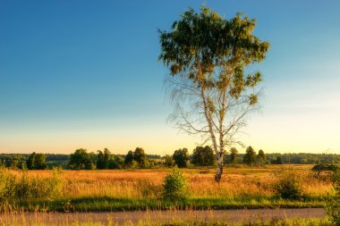 Mavi gökyüzünün altında alanında yalnız ağaç.
