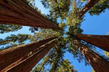 Dev Sekoya ağaçları Sequoia National Park, California