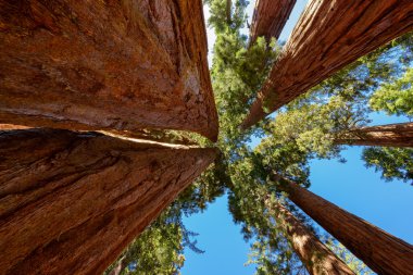 Giant sequoia trees in Sequoia National Park, California clipart