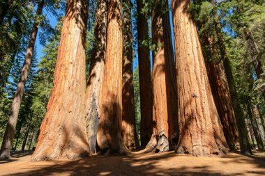 Giant sequoia trees in Sequoia National Park, California clipart