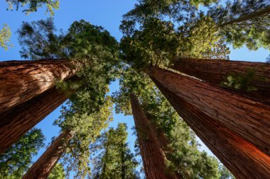 Dev Sekoya ağaçları Sequoia National Park, California