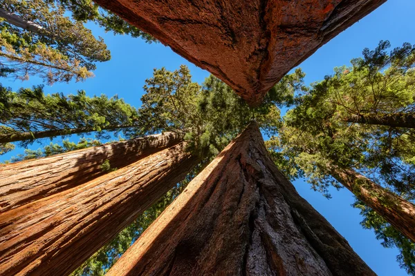 Mammutbäume im Mammutbaum-Nationalpark in Kalifornien — Stockfoto