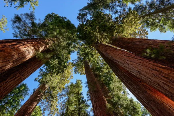 Секвоядендрон гігантський дерева в Національний парк Секвойя, Каліфорнія — стокове фото