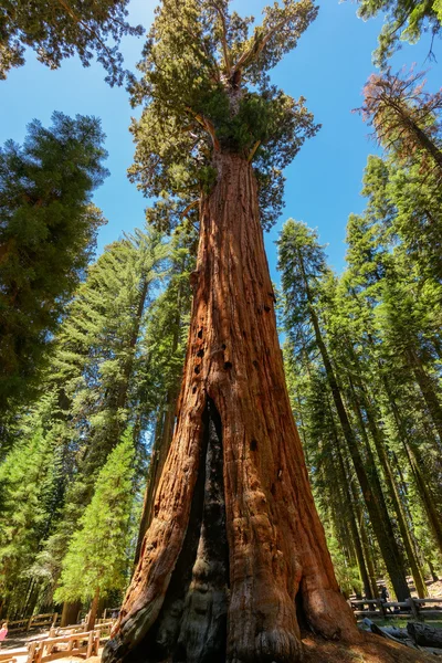 Dev Sekoya ağaçları Sequoia National Park, California