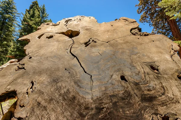 Óriás sequoia fák a Sequoia Nemzeti Park, Kalifornia — Stock Fotó