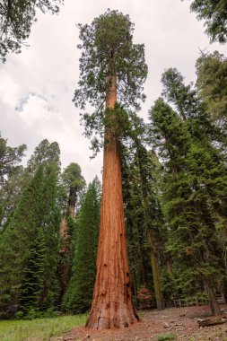 Dev sekoya ormanı Sequoia National Park, California