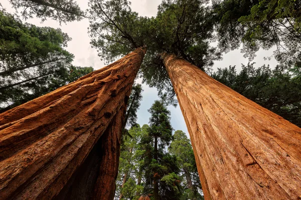 Gros plan sur un arbre géant dans le parc national Sequoia — Photo