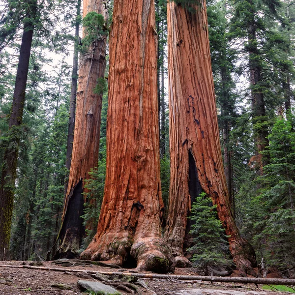 Starověké obří sekvoje Forest v Kalifornii, Spojené státy. Národní Park Sequoia — Stock fotografie