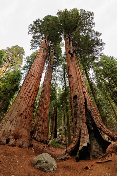 セコイア国立公園、カリフォルニア — ストック写真