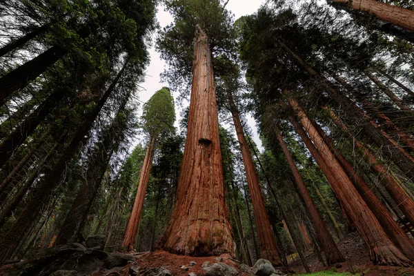 Séquoias géants, Sequoia National Park, Californie, États-Unis — Photo