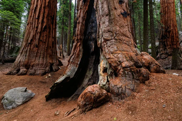 Dev Sekoya ağaçları, Sequoia National Park, Kaliforniya — Stok fotoğraf