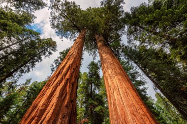 Dev SEQUOIAS ormanının California Sierra Nevada dağlarında