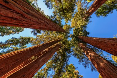 Dev ağaç closeup Sequoia National Park, California