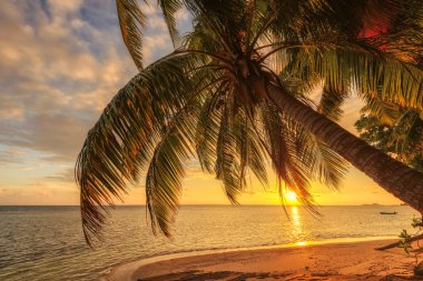 gün batımında - doğa arka plan tropikal plaj