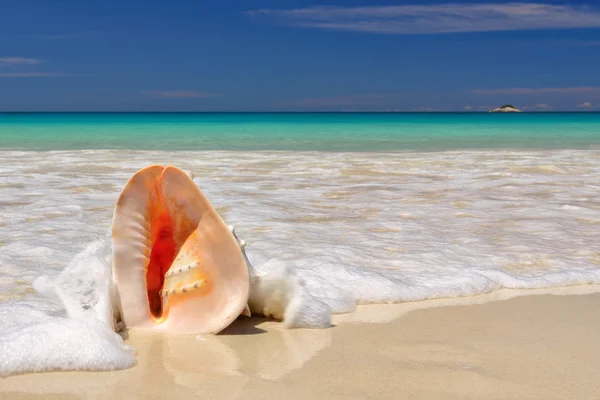 风景与热带海滩上的贝壳 — 图库照片