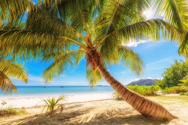 Palm tree on a beach at Praslin island, Seychelles — Stock Photo, Image