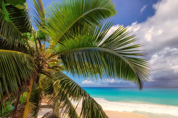 Beautiful beach with palm tree at Praslin island — Stock Photo, Image