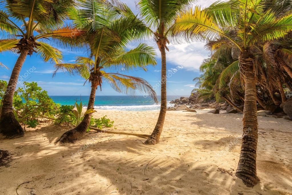 Perfect Tropical Paradise Beach Of Seychelles Island With Palm Trees Stock Photo Image By C Luckyphotographer Perfect Tropical Paradise Beach Of Seychelles Island With Palm Trees Stock Photo Image By C Luckyphotographer