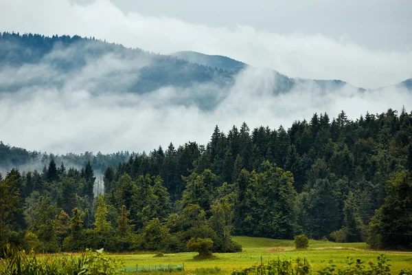 Zalesněný horský svah v nízko ležící oblačnosti — Stock fotografie