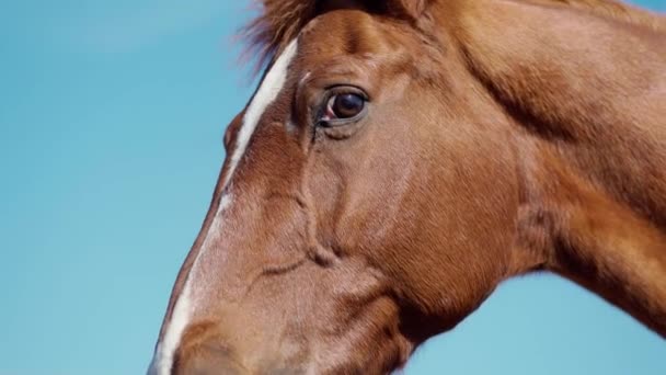 Zbliżenie portret brązowy koń na tle błękitnego nieba — Wideo stockowe