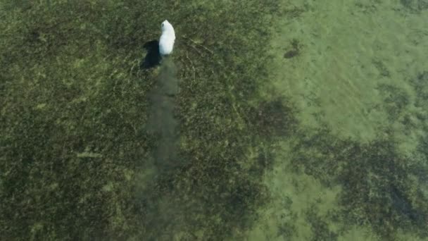 Söt stor vit polar samoyed hund promenader i havet — Stockvideo