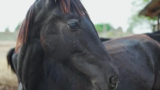 Портрет крупным планом черных лошадей на ферме или ранчо — стоковое видео