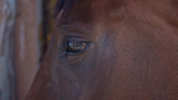 Closeup retrato cavalo marrom na fazenda ou fazenda — Vídeo de Stock