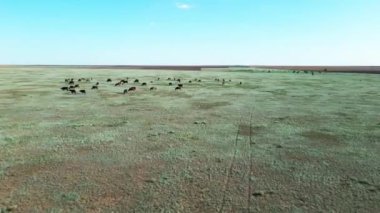 Yeşil bir çayırda otlayan ineklerin hava manzaralı sürüsü