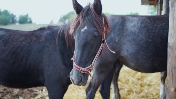 Nahaufnahme Porträt schwarzer Pferde auf Bauernhof oder Ranch — Stockvideo