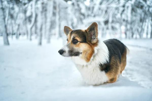 Rasa de câini Welsh Corgi mers pe jos în parc de iarnă — Fotografie, imagine de stoc