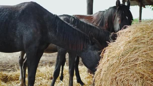 Черные лошади на ферме стоят снаружи — стоковое видео