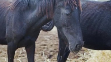 Siyah atlar dışarıdaki çiftlik tezgahında.
