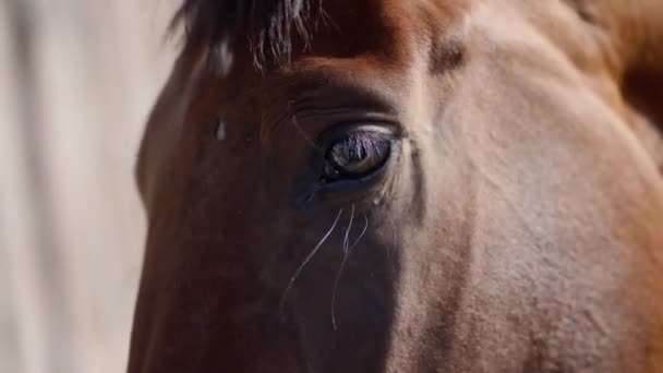 Портрет крупным планом коричневая лошадь на ферме или ранчо — стоковое видео