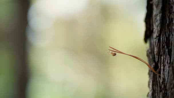 Pequeña araña sube en una aguja de pino — Vídeo de stock