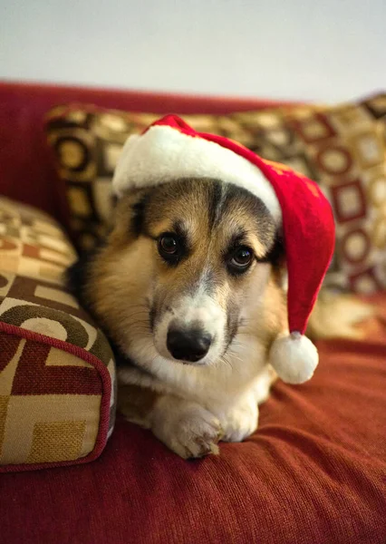 Słodkie szczeniak walijski corgi w Santa kapelusz w domu w zimowe wakacje — Zdjęcie stockowe