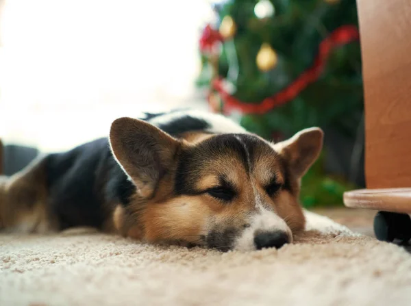 Close-up face cute funny welsh corgi dog sleeping at fluffy carpet near Christmas tree