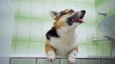 Komik gülümseyen Galli Corgi köpeği yürüdükten sonra küvetin kenarında duruyor.
