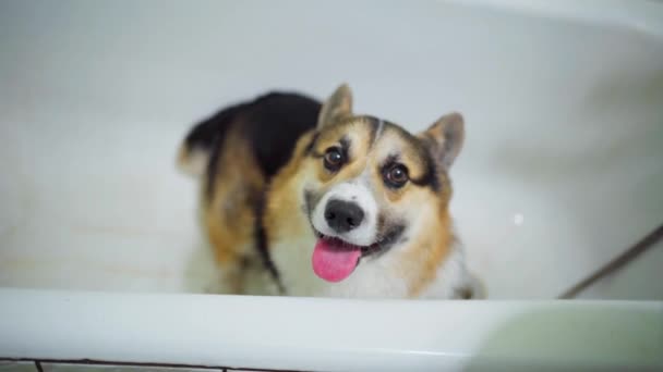 Lindo tricolor galés perro Corgi esperando a las patas de lavado en el baño — Vídeos de Stock