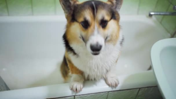 Grappig tricolor welsh Corgi hond wil klimmen uit bad — Stockvideo