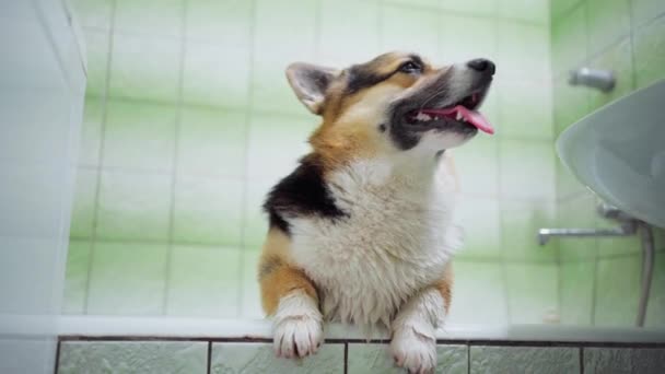 Divertente sorriso gallese Corgi cane si trova zampe anteriori sul bordo vasca da bagno dopo aver camminato — Video Stock