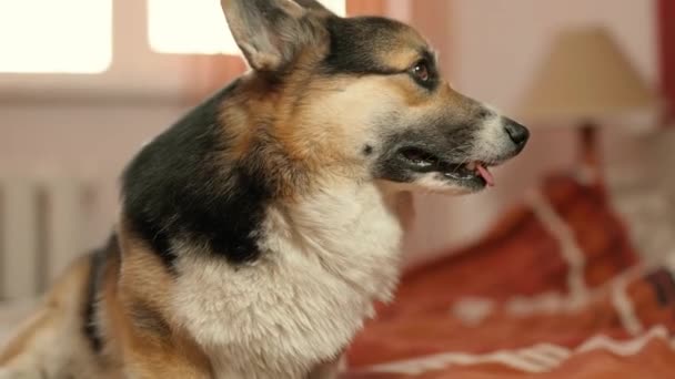 Welsh Corgi σκυλί που βρίσκεται στο κρεβάτι στην κρεβατοκάμαρα στο σπίτι — Αρχείο Βίντεο