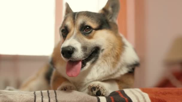 Welsh Corgi hond liggend op bed in de slaapkamer thuis — Stockvideo