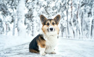 Kar parkında kış portresi Galli Corgi köpeği